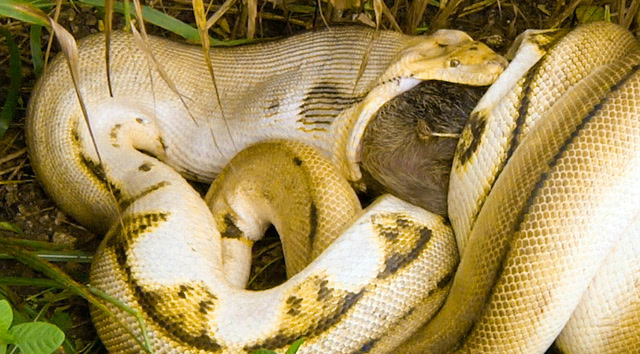 黄金蟒捕获大野猪,张嘴吞噬差点被撑死,遗憾放弃大美味!