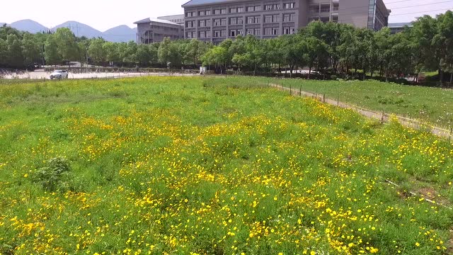 一花一重师(重庆师范大学虎溪校区)