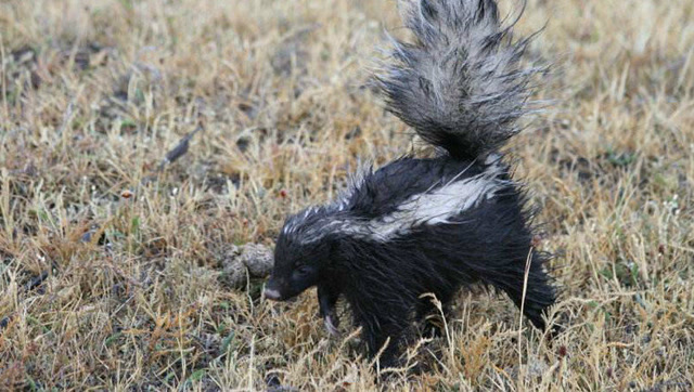 蜜獾的表亲臭鼬大战狗狗,没想到这种结果!