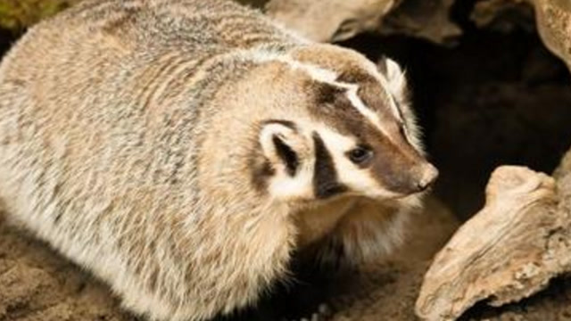 花獾被美洲狮咬住,花獾硬生生把山狮大嘴掰开,太惨烈了
