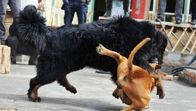 野生藏獒撕咬比特犬,比狮子老虎还要血腥残暴!