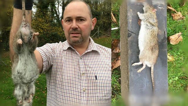 英国老鼠泛滥引市民恐慌 最大巨鼠长51厘米