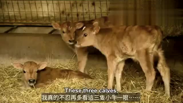 喝奶的代价，是枪毙母牛的宝宝