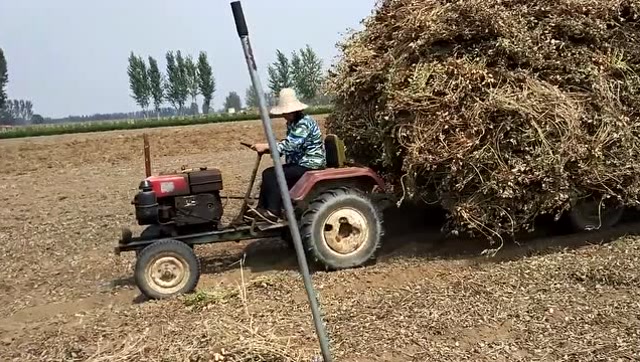 农村妇女用拖拉机拉花生秧,摇车,倒车,拐弯一气呵成,样样精通