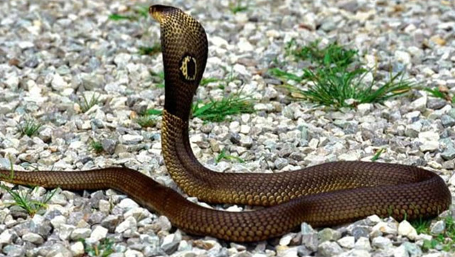 剧毒眼镜蛇和蝎子遇上它,一声亨都没亨,脑袋就被咬没了