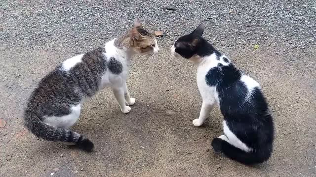 两只猫对峙,各种叫呀,就是不动手