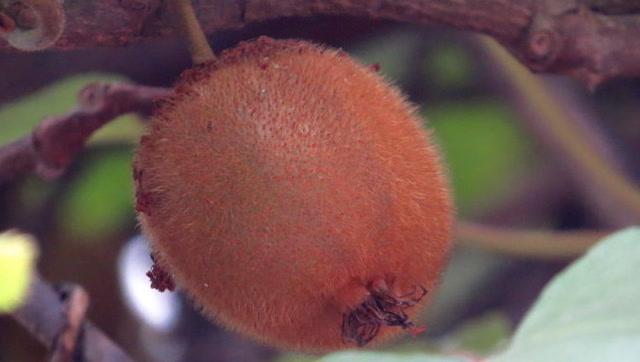 山谷中这种水果,浑身都是毛,3天便秘也好了,口腔溃疡也不疼了