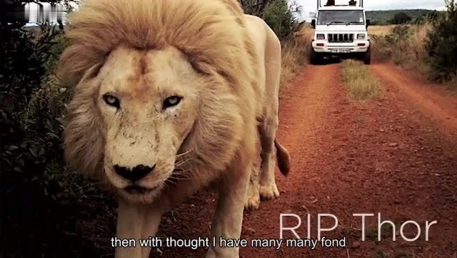 狮语者纪念被雷击致死的白狮托尔