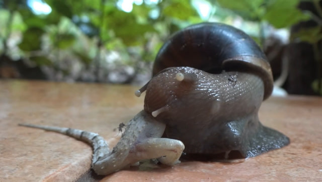 长着6000颗牙齿的食肉蜗牛,有人类拳头那么大,能捕捉蜥蜴为食
