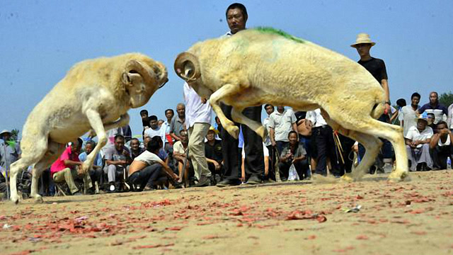 山羊打架真有趣,一不留神来了一个四脚朝天,笑死人!