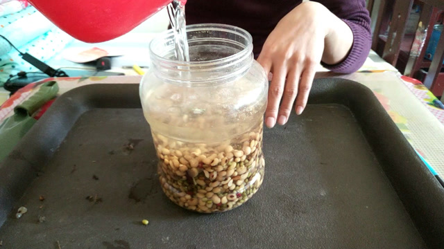 家里要扔掉的黄豆,像这样兑上水浇花,像打了鸡血一样疯长!