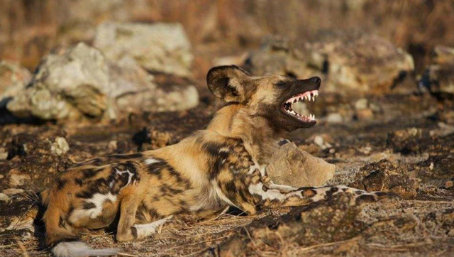 非洲野狗围攻豹子,豹子难敌群狗,只能爬上树认输