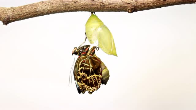 超清南美大闪蝶耳朵破茧重生 世界上最美的蝴蝶原来长这样