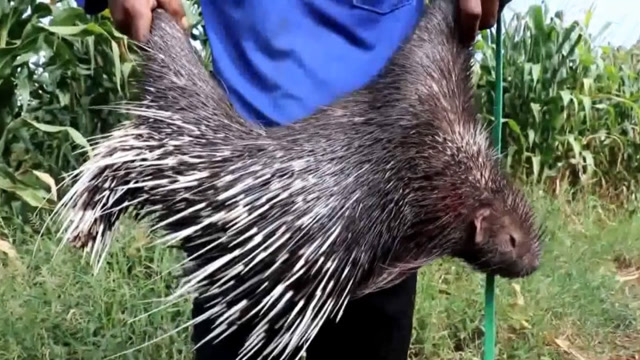 柬埔寨烤豪猪!处理后反差也太大了!