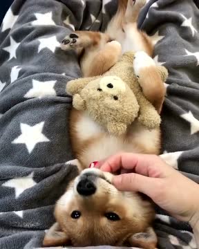 柴犬睡觉要抱个玩具熊,还要主人按摩才能睡着
