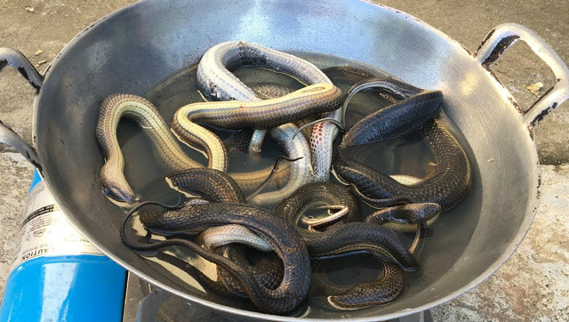 油炸全蛇不好吃?看柬埔寨大叔这样爆炒水蛇,小孩吃得满头大汗