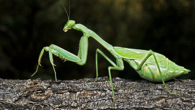 螳螂居然秒杀眼镜蛇,螳螂敢跟蛇叫板,还把蛇重创