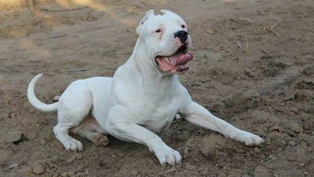 杜高犬 vs 库达犬,你更喜欢那一只猛犬?