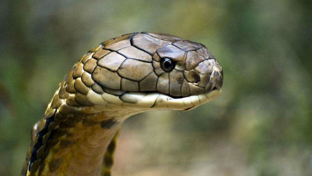 为什么杀死毒蛇后一定要埋掉蛇头?看完吓出一身冷汗