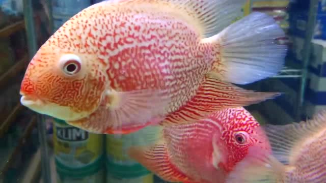 一只不向死神低头的鹦鹉鱼,和金龙鱼混养,生命力很顽强