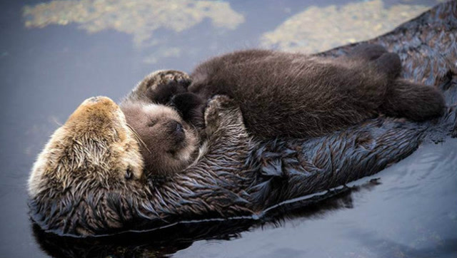 小水獭躺在麻麻的怀里睡觉,满满的爱啊.心都要萌化了.