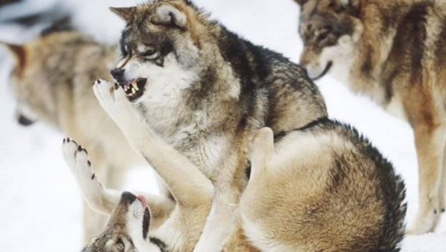 有一只哈士奇混入狼群当了狼王,还娶了其中最美丽的母狼!