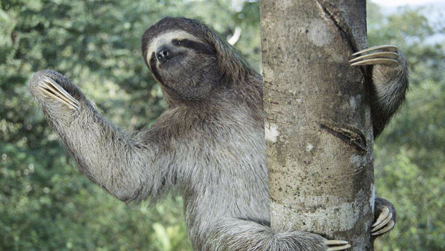 暖心 树懒爬坡动作真的好慢啊!获游客帮助 挥手表谢意逗笑众人