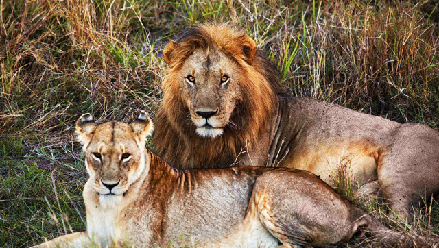 公狮大战母狮撕杀,来看看谁发疯起来更加凶狠!野猪大战汪星人2