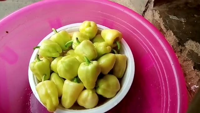 广西岑溪人都吃过的白色灯笼椒,菲菜可以不要但一定要有紫苏