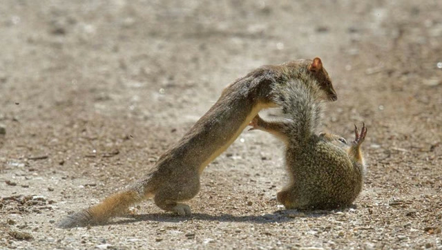 实拍狗斗黄鼠狼