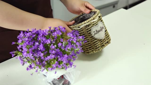 梦幻不输薰衣草,颜值不输紫罗兰,这样的澳洲风铃你值得拥有!