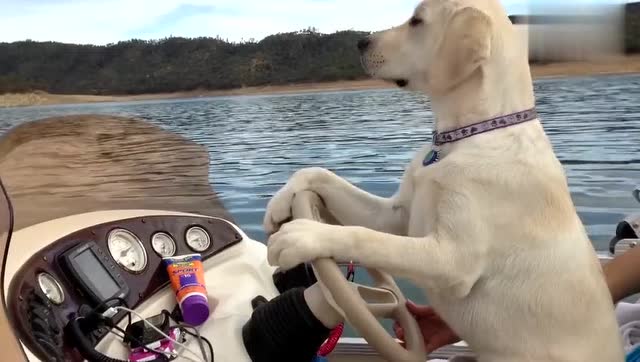 金毛犬开船,开的挺稳,表情好酷