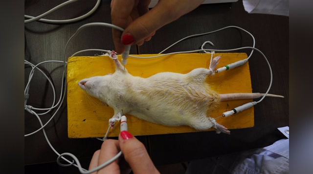 为何专家要用小白鼠做实验,而不用其他动物?答案很意外