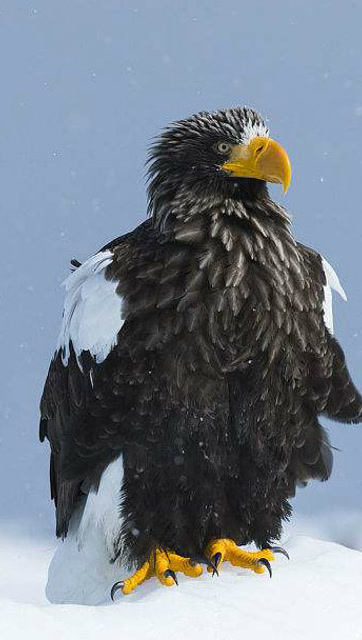 老鹰"戏精"上身 镜头前大秀搞笑姿势