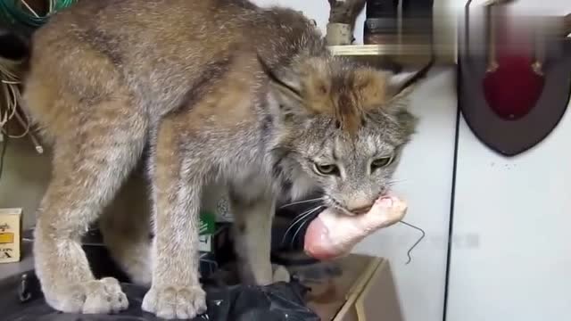 加拿大猞猁猫,吃鸡腿时霸气十足,像只小老虎