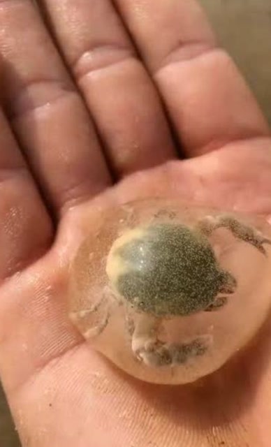 小螃蟹不小心闯入泥螺卵里,然后就出现这样一幕,真是哭笑不得!