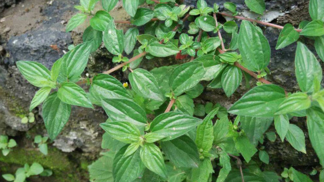 农村沟边的野草,治疗牙疼腹泻效果极佳,农民称它为"脓见消"!