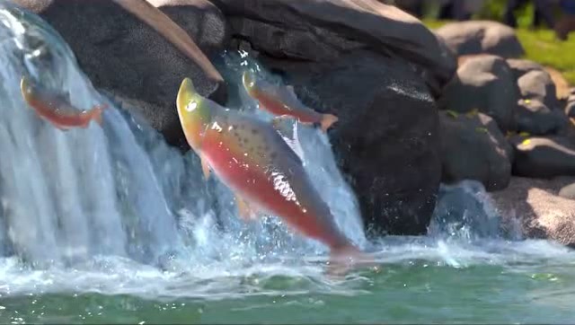 熊出没·变形记:好多的马哈鱼跳出了水面