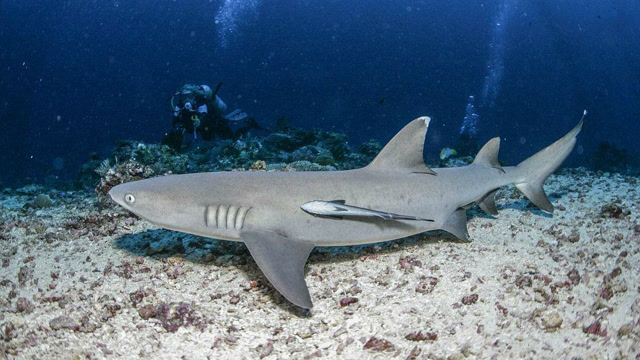 大角鲨鲨鱼图片