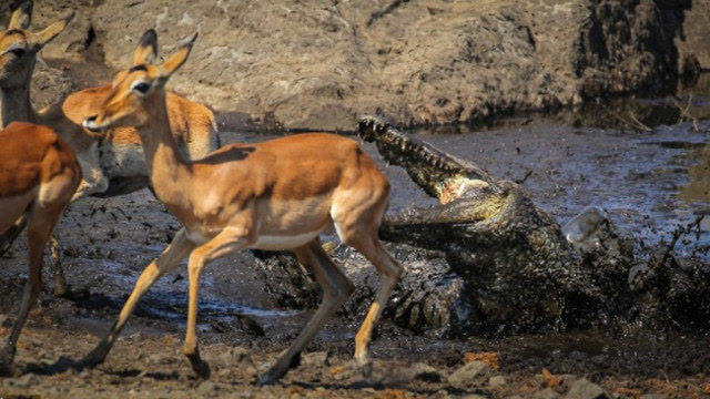 鳄鱼偷袭过河的羚羊,意想不到的事情发生了,镜头拍下全过程