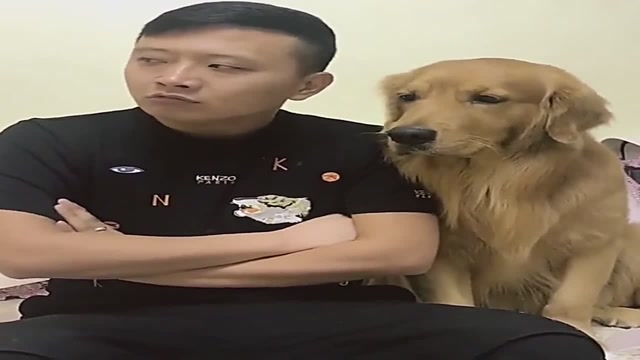 金毛轮胎表示小斌斌也太小气了,动不动就和我生气,好无语