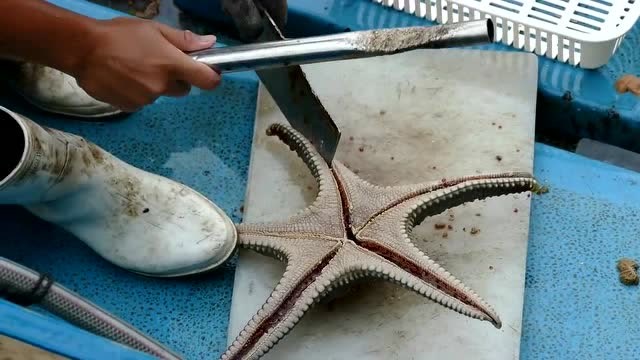 如何处理一只海星,原来海星的内部是长这样子的,海星可以这样做