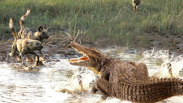 鳄鱼为了捕食鬣狗,从水里直接冲了上来,没想到下一秒发生了意外