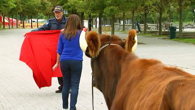 身后突然出现一头牛,路人崩溃撒丫子就跑:铁扇公主快来管管你老公