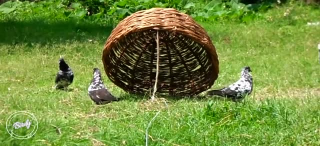 自制最简单的捕鸟陷阱,人人都能学会