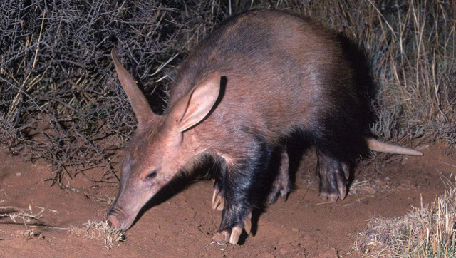 在非洲草原上,土豚是靓丽的一道风景,每天生活的无忧无虑