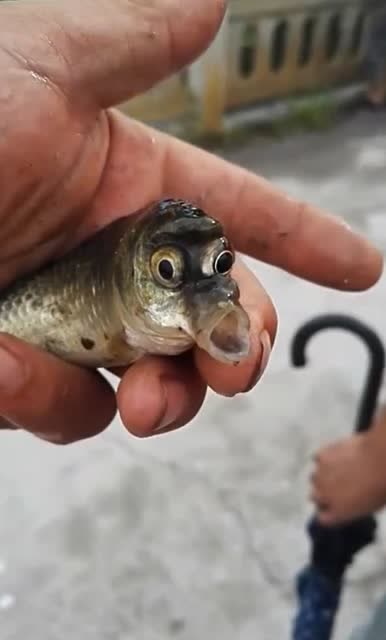 这条鱼不简单,网友:这鱼也上网,一看就是嘴巴嘟嘟学多了