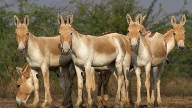 中国吃货正为驴肉发愁澳洲野驴就泛滥了网友上帝都眷顾吃货