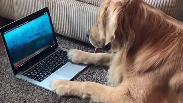 柯基玩主人的电脑,看着它专注的神情,好像真的很专业