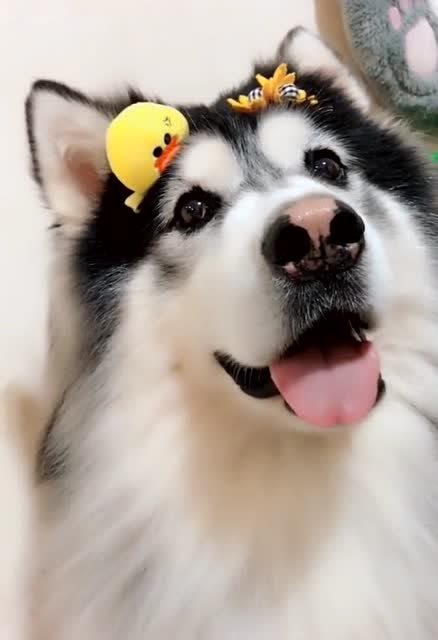 这么好看的阿拉斯加,歪头杀有没有萌到你,真是太可爱了